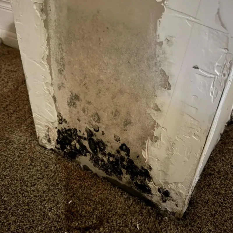 Professional Mold Removal in North Madison, OH